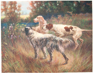 Trio of setters, hunting dogs